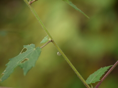 Hibiscus vitifolius