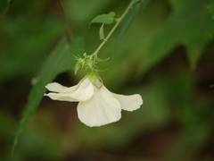 Hibiscus vitifolius