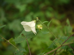 Hibiscus vitifolius