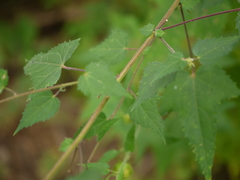 Hibiscus vitifolius