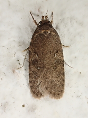 Agonopterix heracliana