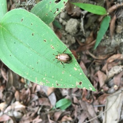 Anomala takasagoensis