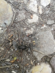 Egaenus convexus