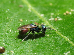 Hedychridium
