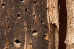 Monosapyga clavicornis