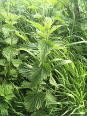Urtica dioica