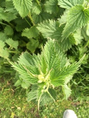 Urtica dioica