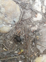 Egaenus convexus