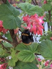Bombus