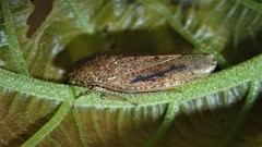 Curtara