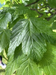 Acer pseudoplatanus