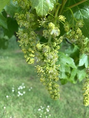 Acer pseudoplatanus
