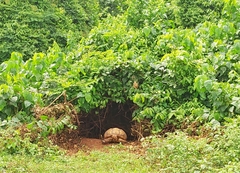 Centrochelys sulcata