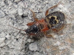 Prostemma hilgendorffi