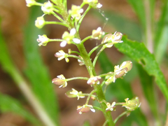 Lepidium apetalum