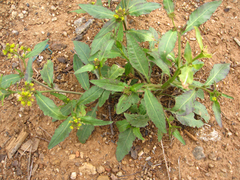 Rorippa indica