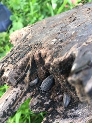 Porcellio scaber