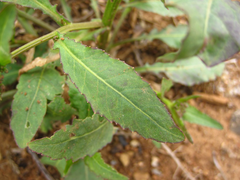 Rorippa indica
