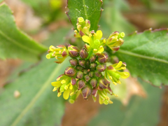 Rorippa indica