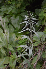 Omalotheca sylvatica