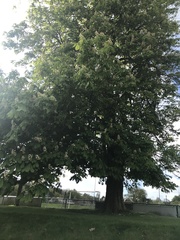 Aesculus hippocastanum