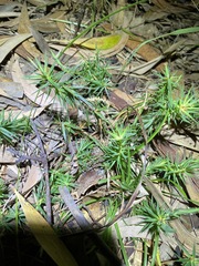 Melichrus procumbens