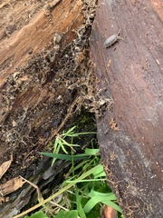 Porcellio scaber
