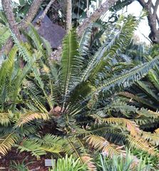 Encephalartos transvenosus