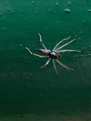 Asemonea sichuanensis