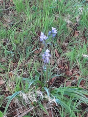 Hyacinthoides