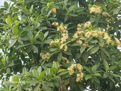 Fagraea fragrans