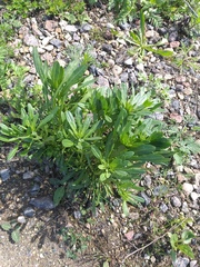 Erysimum hieraciifolium