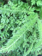 Achillea millefolium