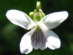 Viola arcuata