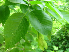 Carpinus cordata
