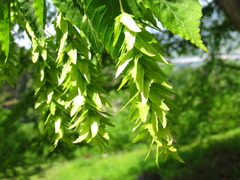 Carpinus cordata