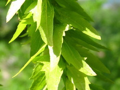 Carpinus cordata