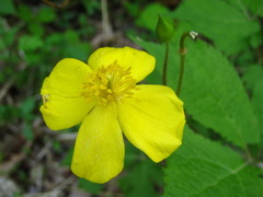 Coreanomecon hylomeconoides