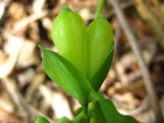 Polygonatum involucratum