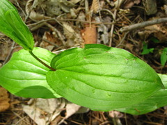 Tricyrtis macropoda