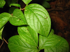 Stewartia koreana