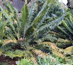 Encephalartos transvenosus