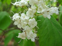 Viburnum erosum