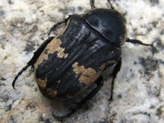 Glycyphana fulvistemma