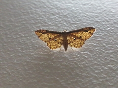 Pharambara splendida