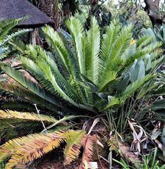 Encephalartos lebomboensis