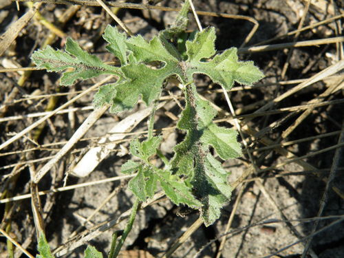 Cucumis zeyheri (Cucumis zeyheri)