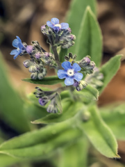 Cynoglottis barrelieri
