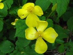 Coreanomecon hylomeconoides