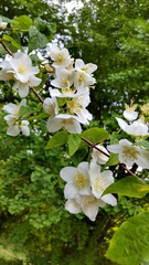 Philadelphus satsumi
